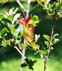 Lagerstroemia indica image