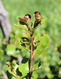 Lagerstroemia indica image