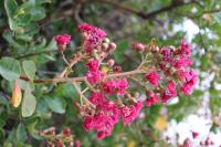 Lagerstroemia indica image