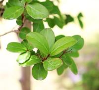 Lagerstroemia indica image