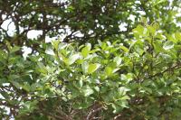 Lagerstroemia indica image