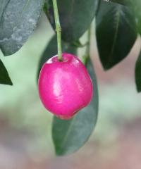 Syzygium australe image