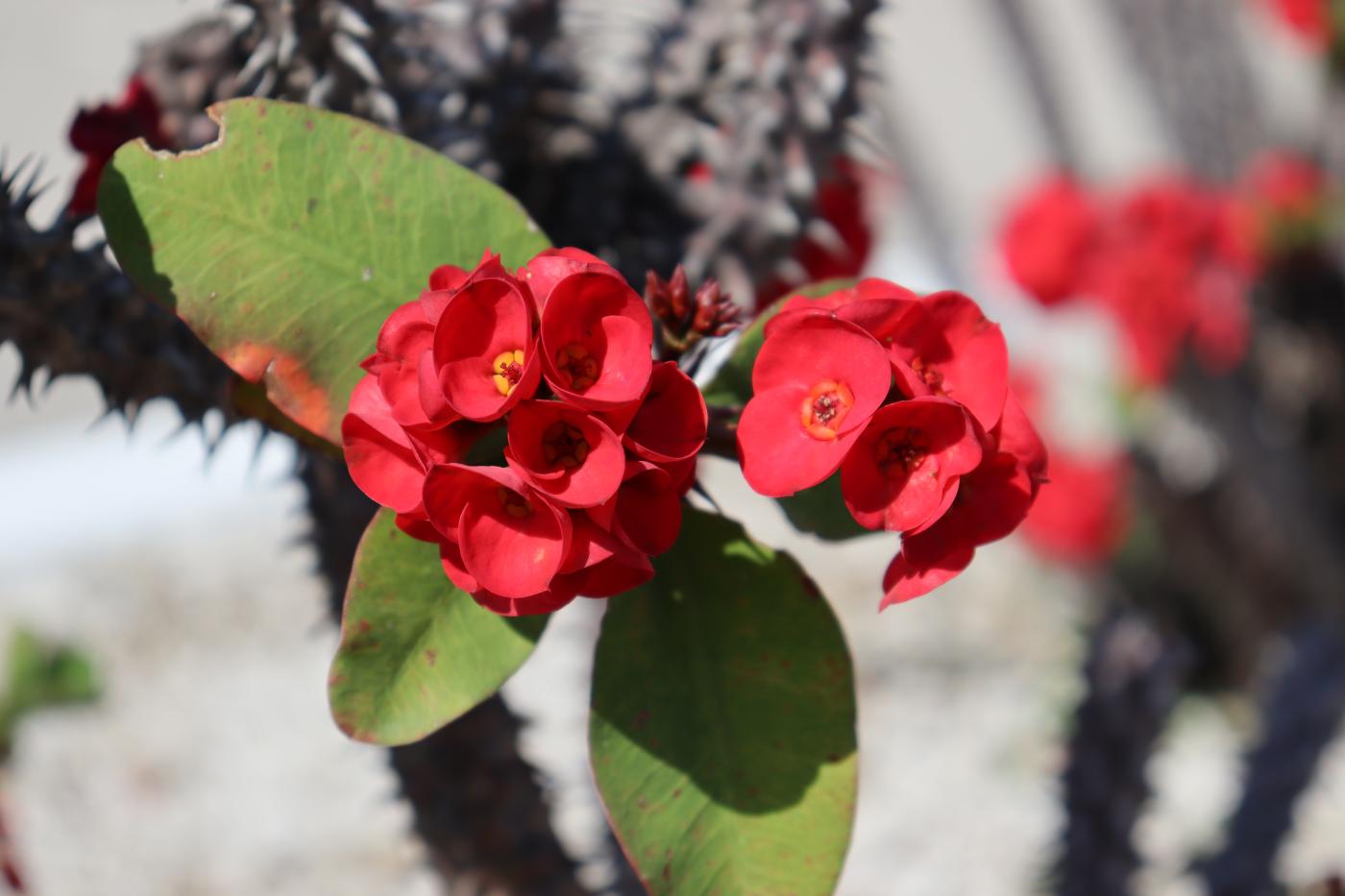 Euphorbia milii image