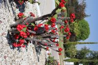 Euphorbia milii image