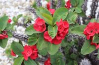 Euphorbia milii image