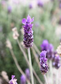 Lavandula dentata image