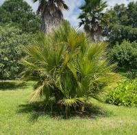 Chamaerops humilis image