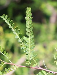 Eysenhardtia orthocarpa image