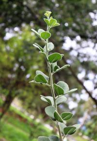 Casimiroa calderoniae image
