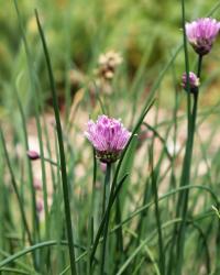 Allium schoenoprasum image