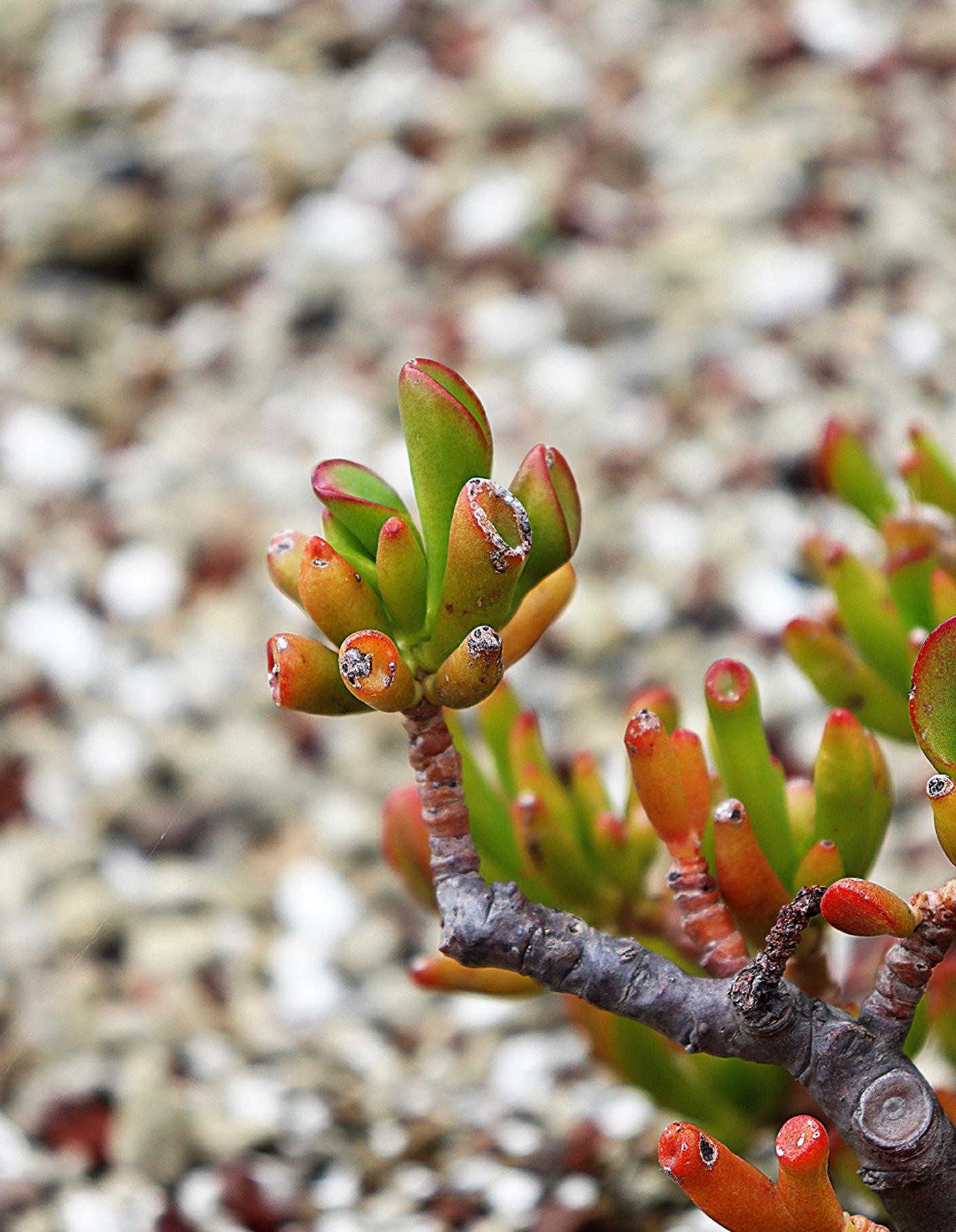 Crassula ovata image