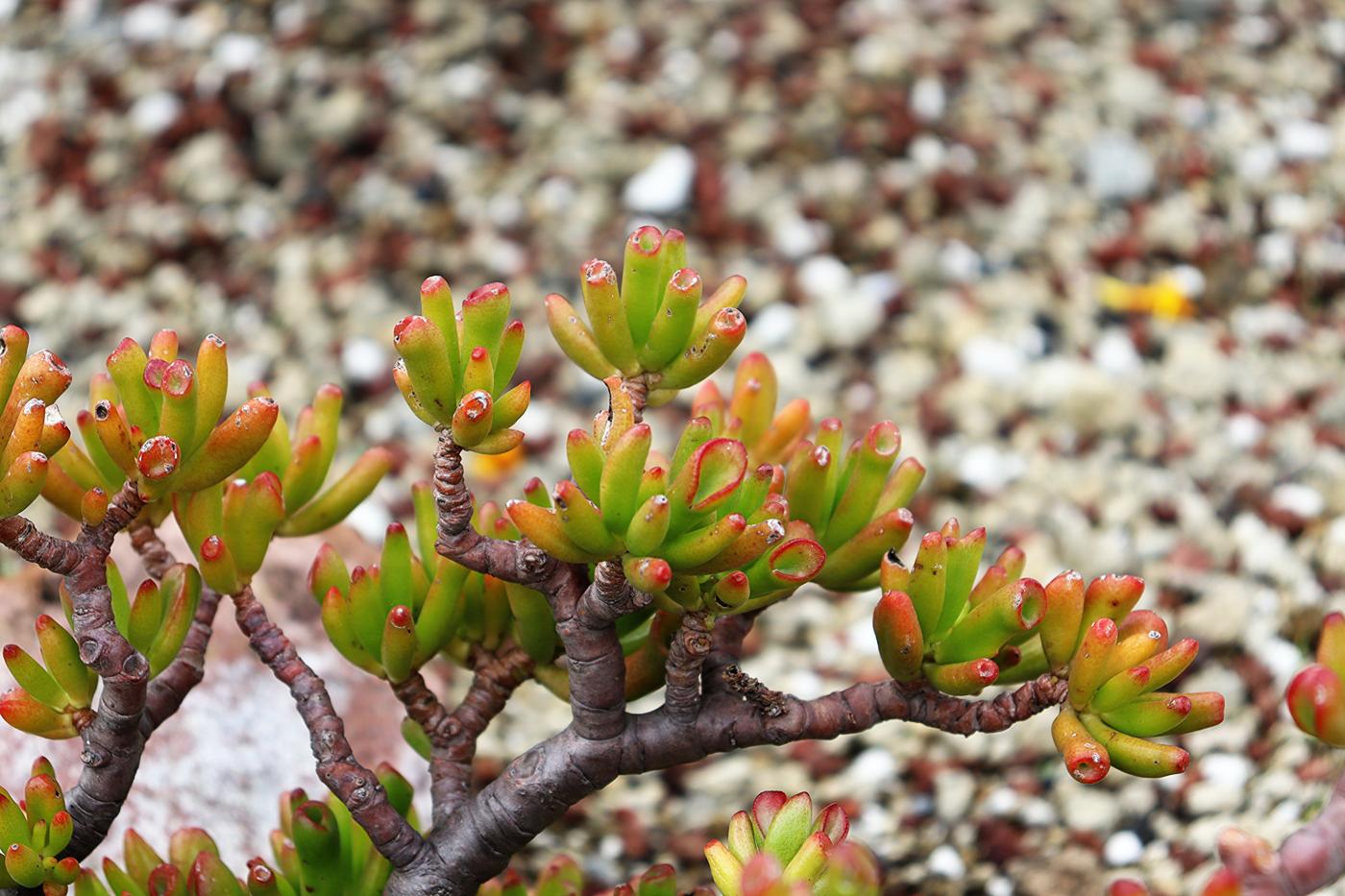 Crassula ovata image