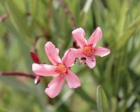 Nerium oleander image