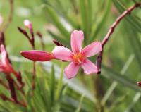 Nerium oleander image