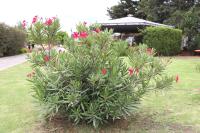 Nerium oleander image