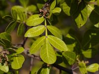 Rhus chondroloma image