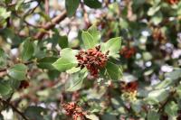 Rhus standleyi image