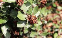 Rhus standleyi image