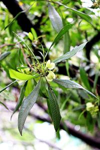 Dodonaea viscosa image
