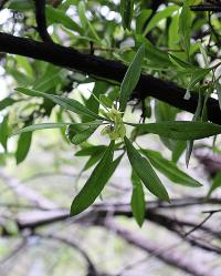 Dodonaea viscosa image