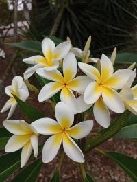 Plumeria rubra image