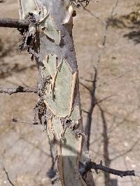 Bursera aptera image
