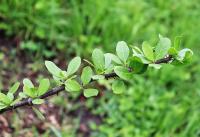 Bursera schlechtendalii image