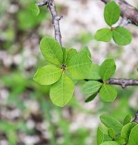 Bursera schlechtendalii image