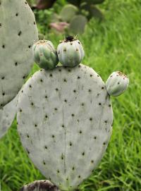 Opuntia ficus-indica image