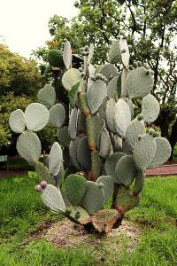 Opuntia ficus-indica image