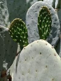 Opuntia ficus-indica image