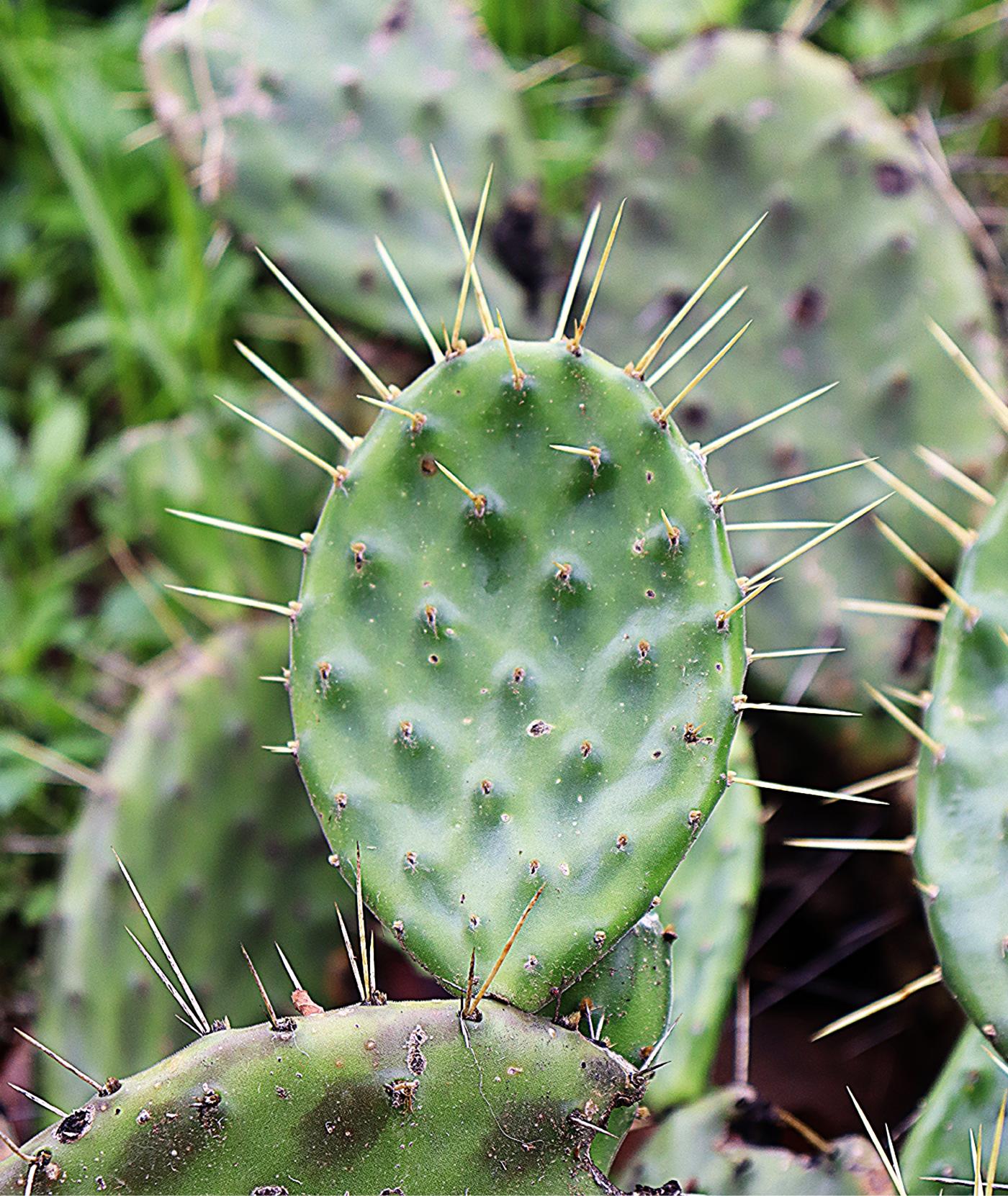 Opuntia karwinskiana image