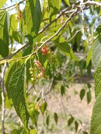 Morus celtidifolia image