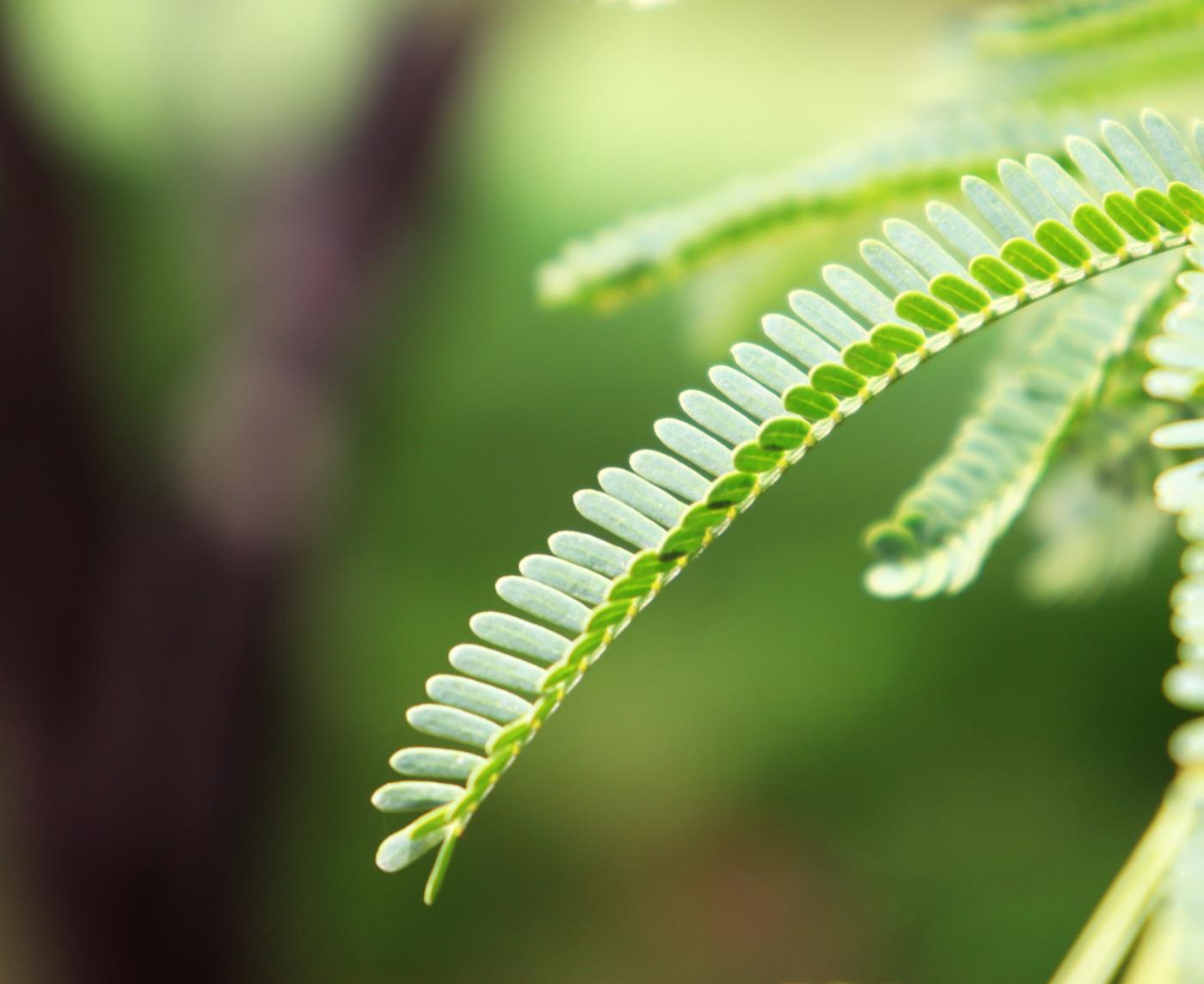 Prosopis laevigata image