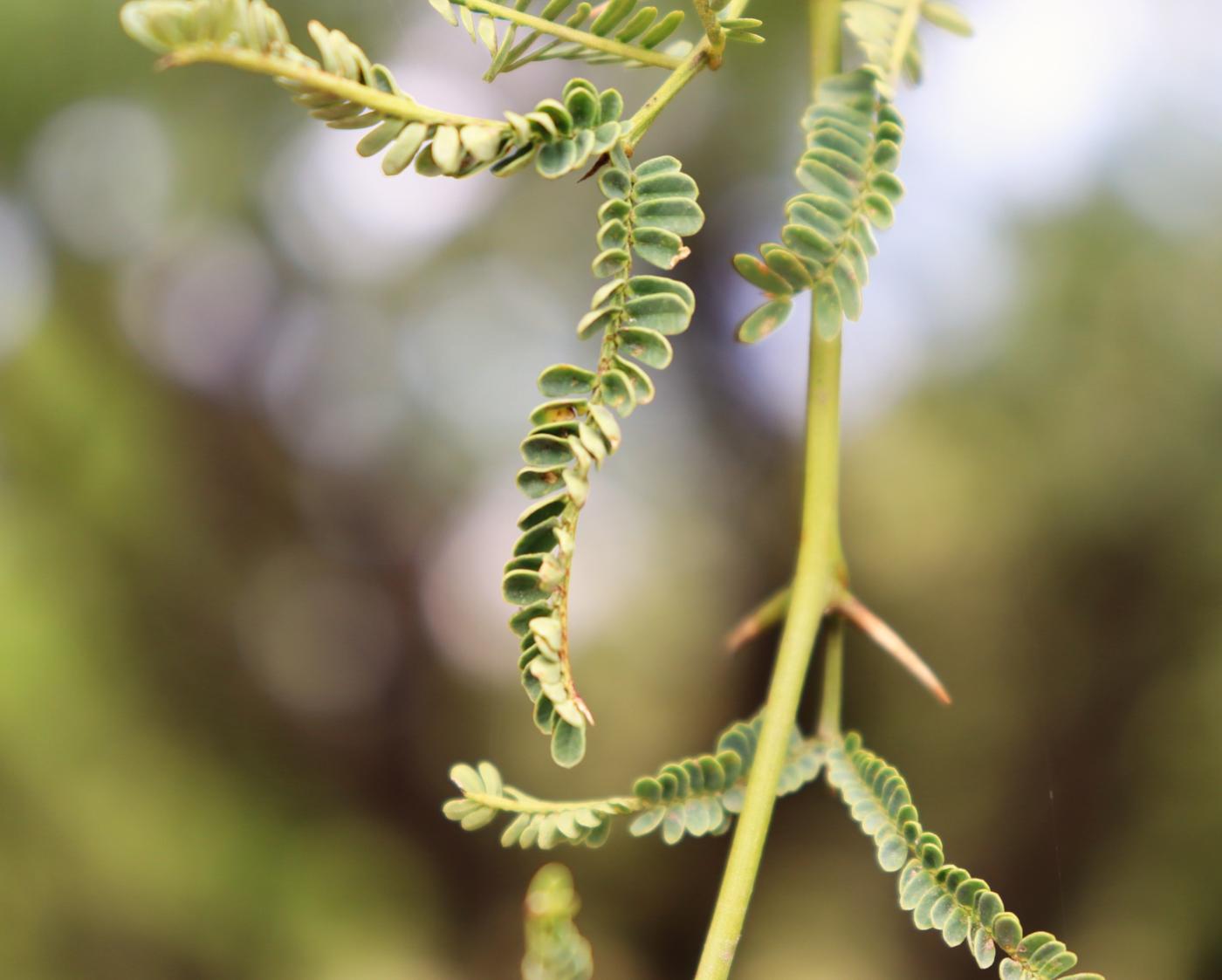 Prosopis laevigata image