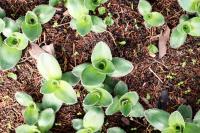 Tradescantia crassifolia image