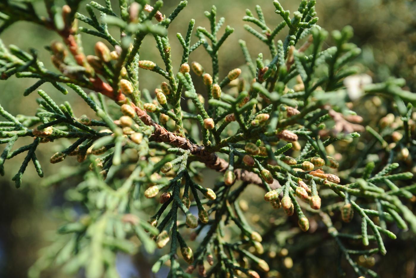 Hesperocyparis lusitanica image