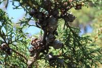 Hesperocyparis lusitanica image