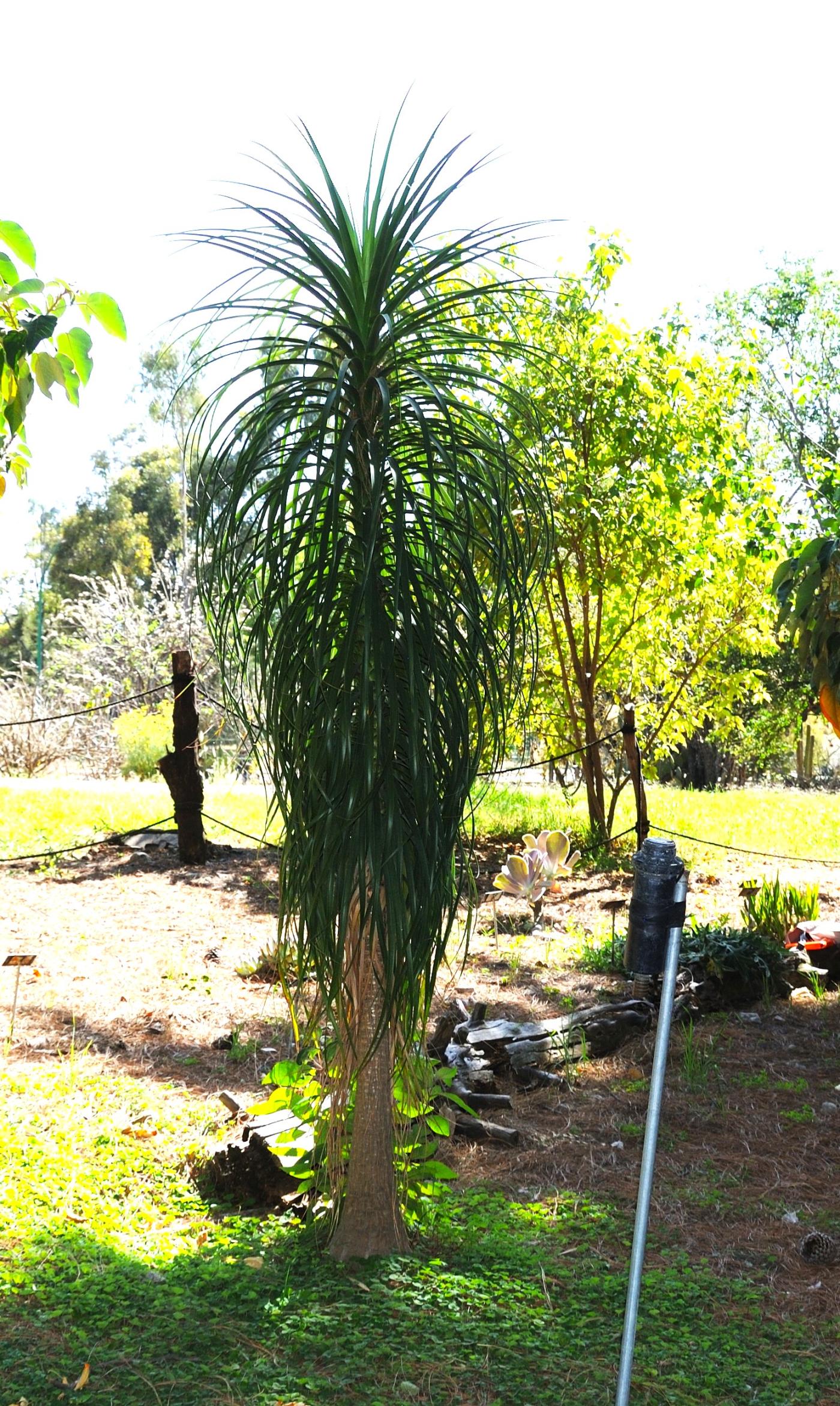 Beaucarnea goldmanii image