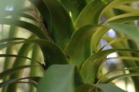 Beaucarnea goldmanii image