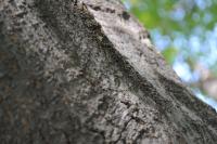 Fraxinus uhdei image