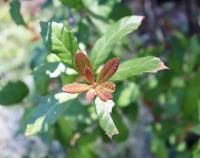 Quercus oleoides image