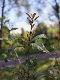 Quercus oleoides image