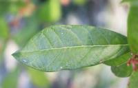 Quercus oleoides image