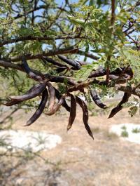 Vachellia farnesiana image