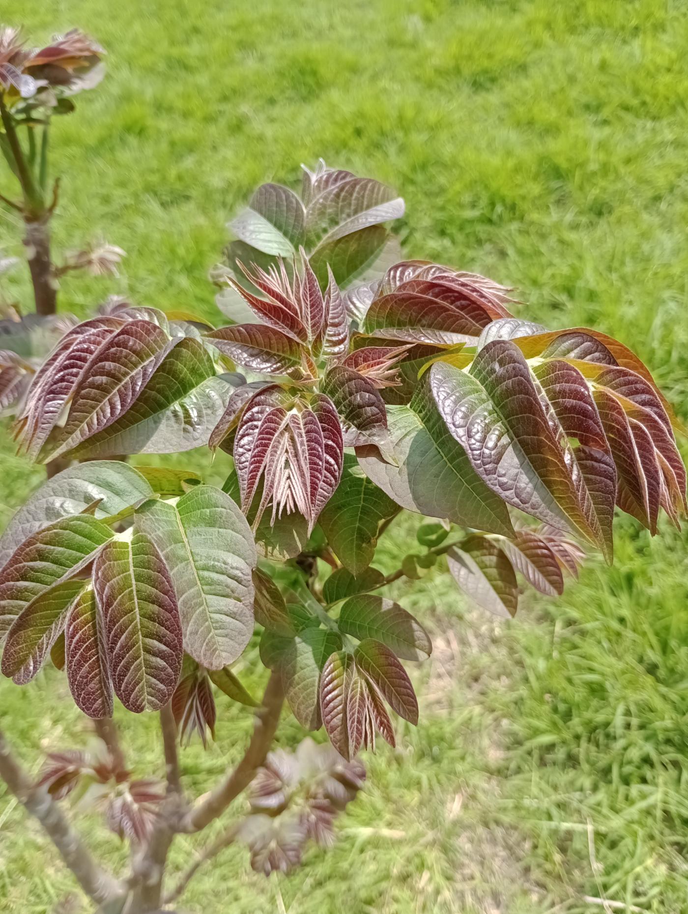 Cedrela oaxacensis image