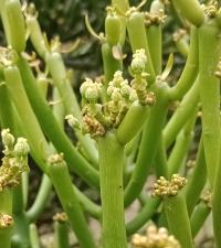 Euphorbia tirucalli image