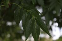 Fraxinus uhdei image
