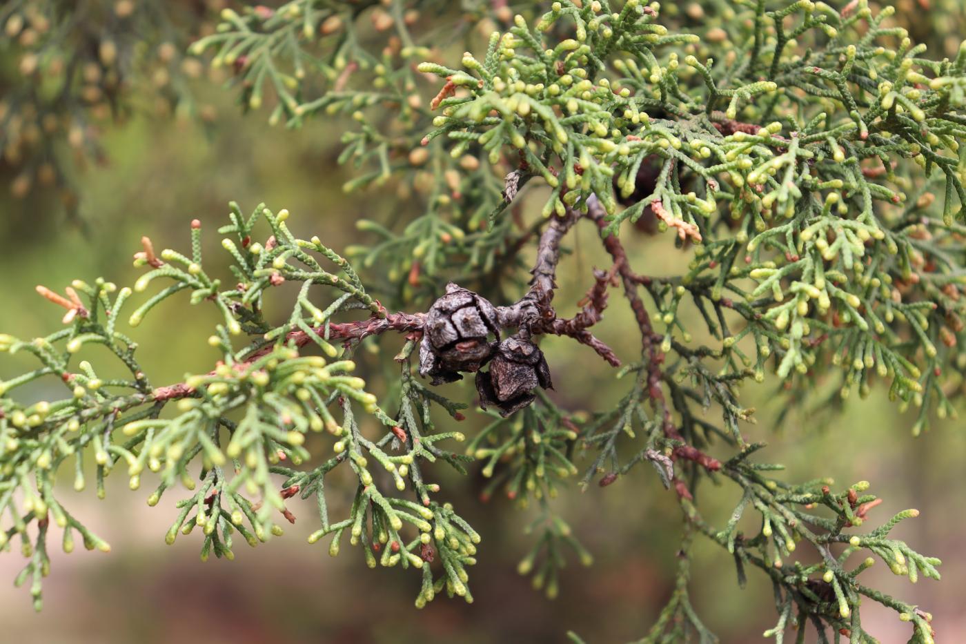 Hesperocyparis lusitanica image