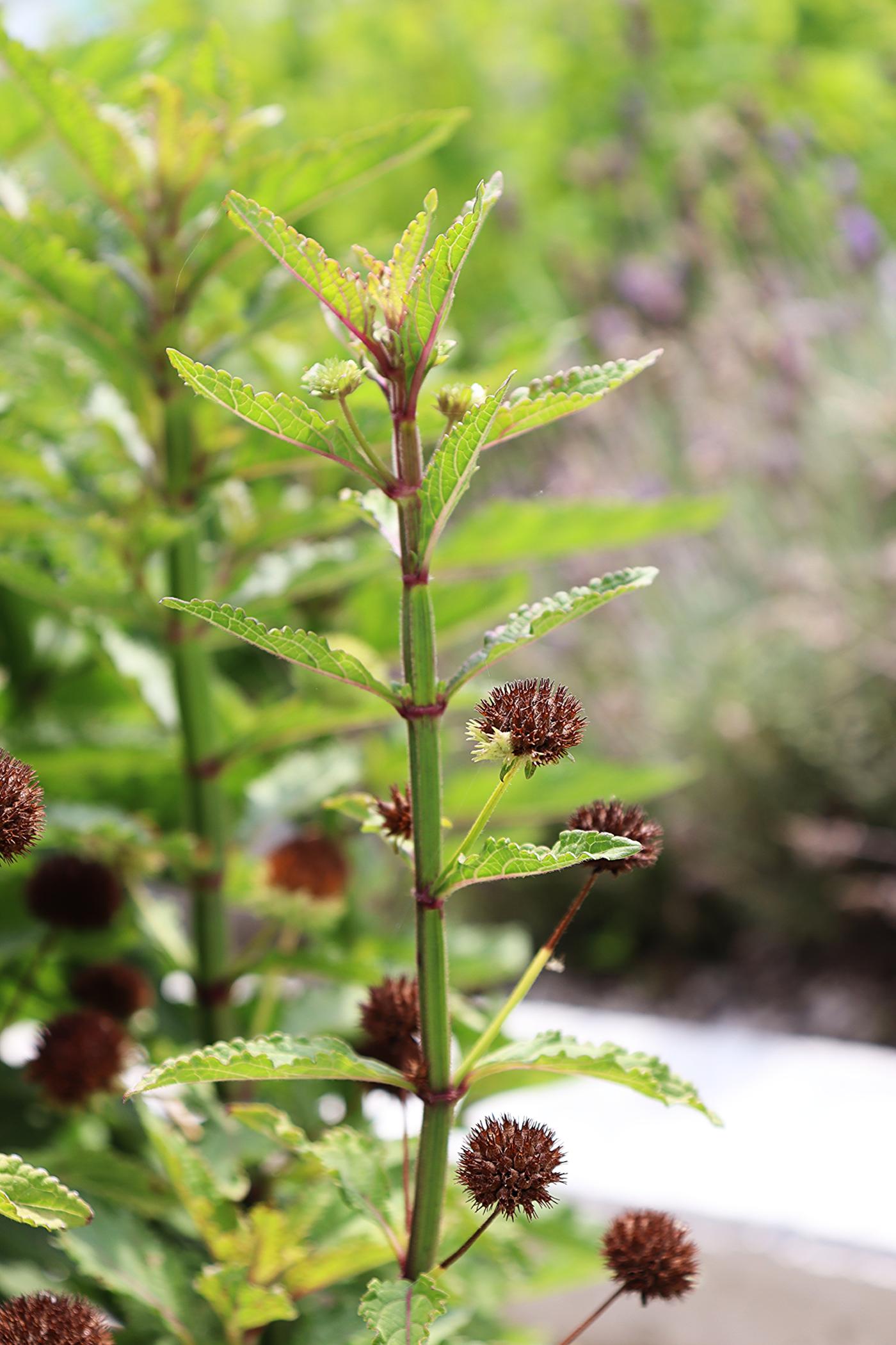 Hyptis capitata image